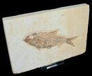 Inch Knightia Fossil Fish #4659-1